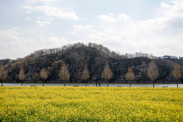 Fototapeta na wymiar Rapeseed flowers on the field blossoms in spring time 