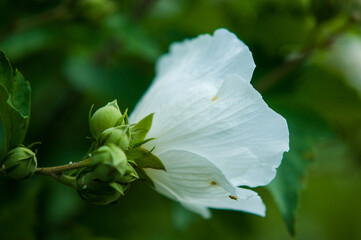 Outside edge white flower