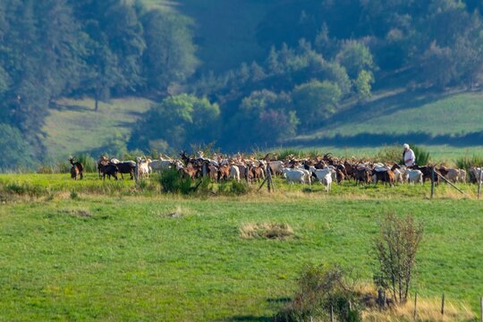 flock of goats in mountain pasture
