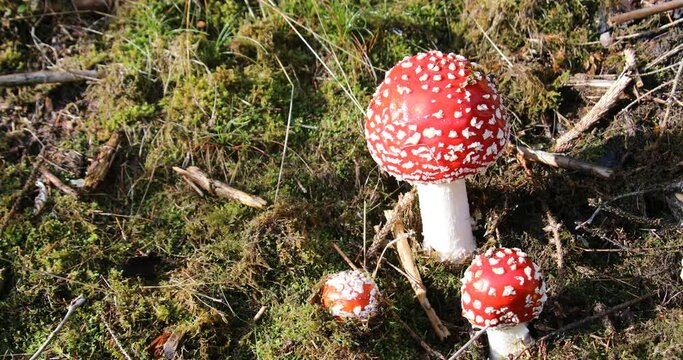 Beautiful group of toadstools in the autumn coniferous forest 