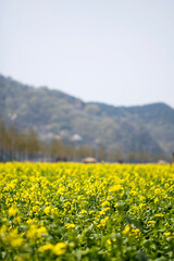 Fototapeta premium Rapeseed flowers on the field blossoms in spring time 