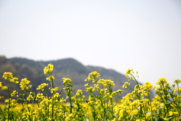 Rapeseed flowers on the field blossoms in spring time

