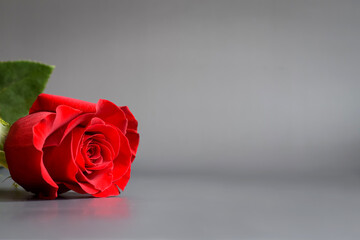 Fototapeta premium Beautiful red rose with green foliage on a gray background.