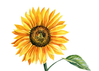 Sunflower isolated on white background, watercolor botanical illustration, hand drawing, yellow flower