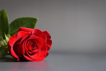 Beautiful red rose with green foliage on a gray background.
