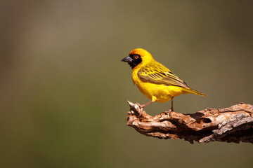 Southern masked weaver sitting on a branch in a game reserve near Mkuze in South Africa