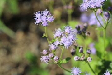 秋の花壇に咲くアゲラタムの薄紫色の花