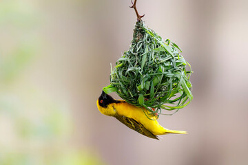 Masked weaver building a nest  in Kruger National Park in South Africa
