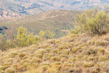 mountain goat in the bushes