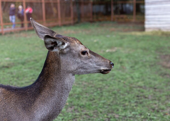 Obraz na płótnie Canvas A female deer in the zoo near a brown fence