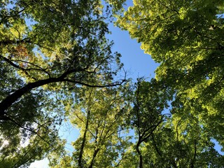 leaves against blue sky