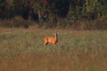 A roe deer walks on a green field in the early morning