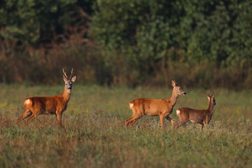 Naklejka na ściany i meble A roe deer family walks through a green field in the early mornings