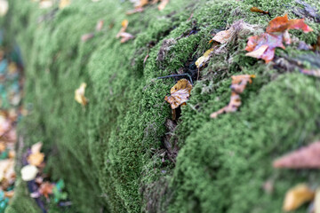 Felled timber in the forest covered with moss