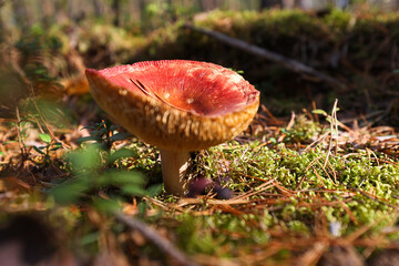Edible mushrooms grow in the forest
