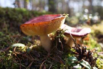Edible mushrooms grow in the forest