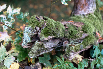 Felled timber in the forest covered with moss
