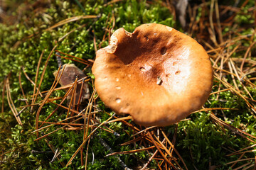 Edible mushrooms grow in the forest