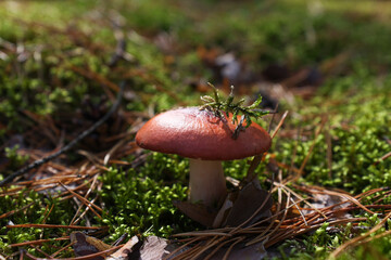 Edible mushrooms grow in the forest