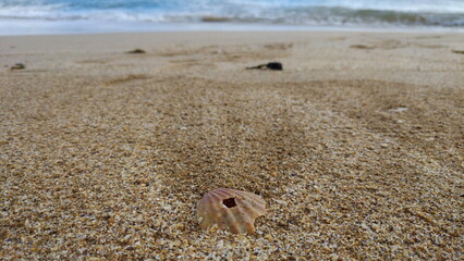 seashells on a sandy beach