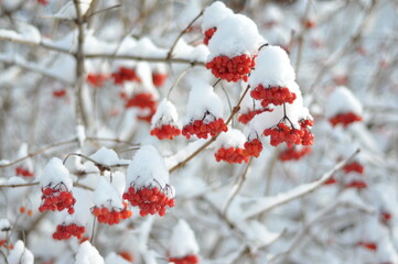 viburnum bush under the snow