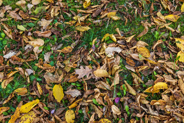 colorful fallen leaves on a green lawn