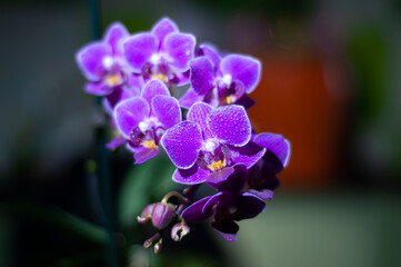purple orhid flower