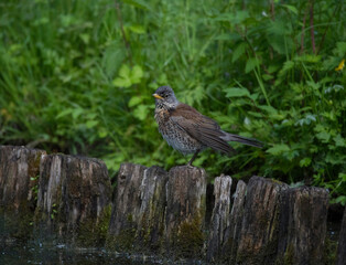Fieldfare on a tree barrier at a pond in the Drottningholm island in Stockholm