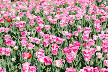 Obraz na płótnie Canvas Beautiful spring tulips on the field 