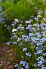  forget-me-not flower