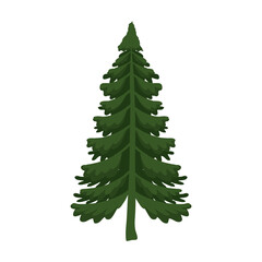 Pine tree design, Nature plant winter season environment natural and ecology theme Vector illustration