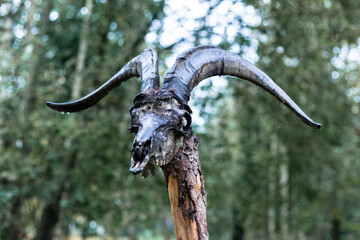 Goat skull on a wooden stake