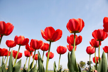 Beautiful spring tulips on the field
