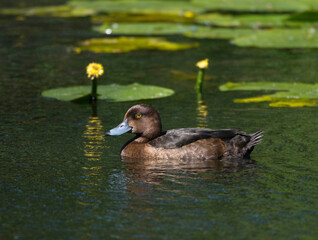 Female Tufted Duck and water lilies in a pond on the island Drottningholm in Stockholm