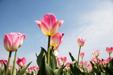 Obraz premium Beautiful spring tulips on the field 