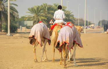 Afghan and Pakistani camel jockeys on the training for the camel race in UAE