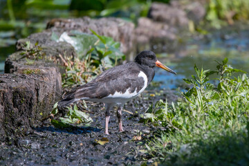 Oystercatcher at a pond on the island Drottningholm in Stockholm