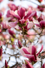 Magnolia white blossom tree flowers, close up branch, outdoor.
