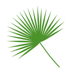 Fountain palm leaf. Isolated on white background. Vector illustration.