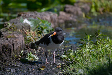 Oystercatcher at a pond on the island Drottningholm in Stockholm