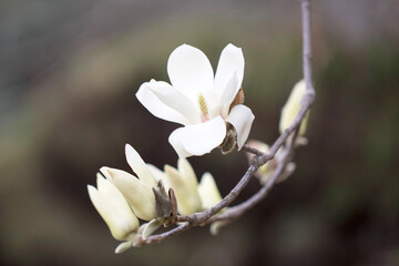 Magnolia white blossom tree flowers, close up branch, outdoor.
