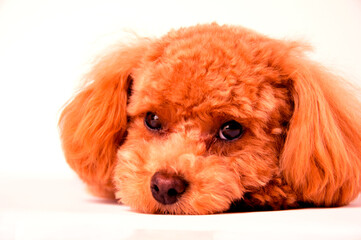 寝そべっているトイプードル