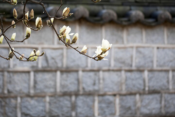 Magnolia white blossom tree flowers, close up branch, outdoor.
