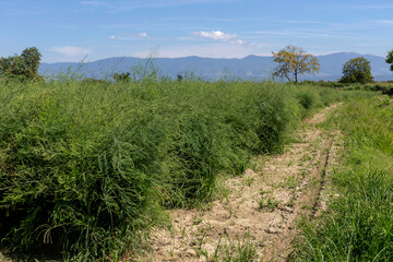 Field with growing bushes of asparagus