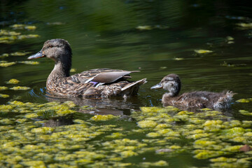Female Mallard with chick in a pond at the Drottningholm island in Stockholm