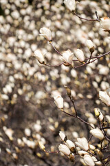 Magnolia white blossom tree flowers, close up branch, outdoor.
