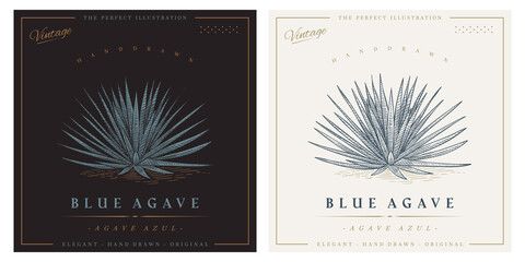 Vintage agave azul detailed engraved style illustration. Blue agave sketch - obrazy, fototapety, plakaty