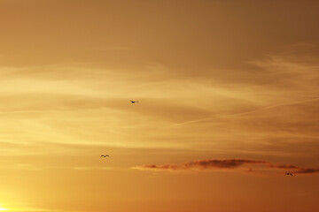 Fototapeta na wymiar Beautiful Seagulls flying on the sunset orange sky background