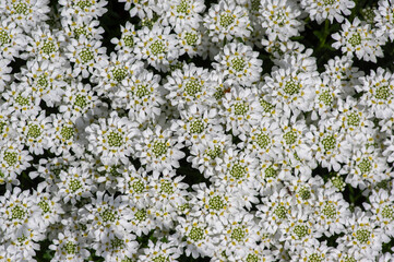 Iberis sempervirens evergreen candytuft perenial flowers in bloom, group of white springtime flowering rock plants