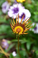 Top view of the blooming gazania in the garden flower bed.
